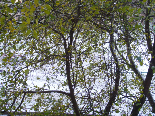 36432 (a): :1600x1200